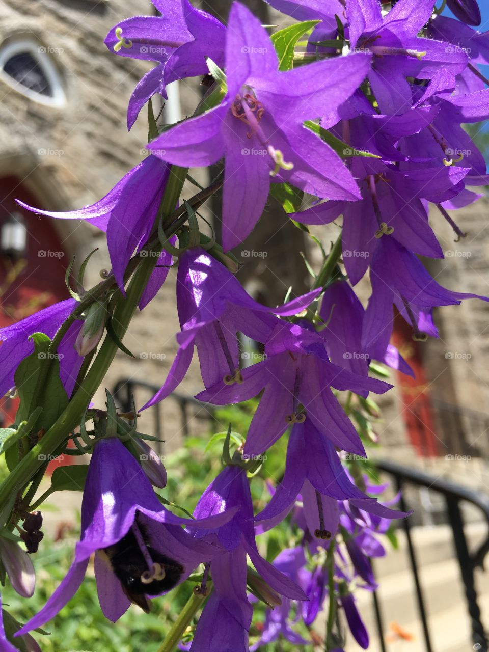 Purple with bumblebee