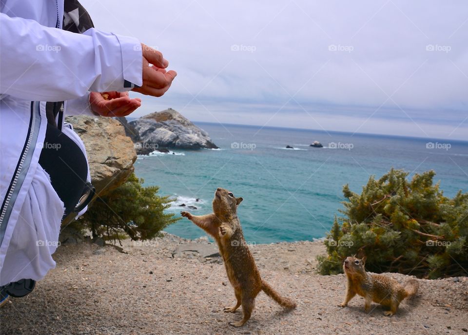 Making furry friends on the Big Sur coast in California 