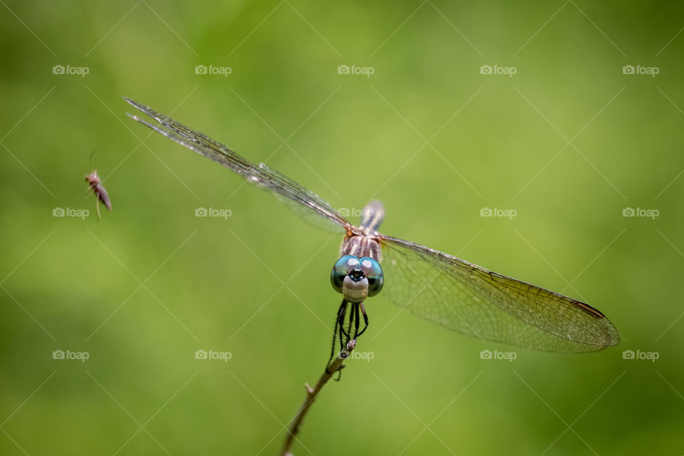 Foap, Flora and Fauna of 2019: A blue dasher dragonfly passes on a chance to snag a passing insect. Yates Mill County Park, Raleigh, North Carolina. 
