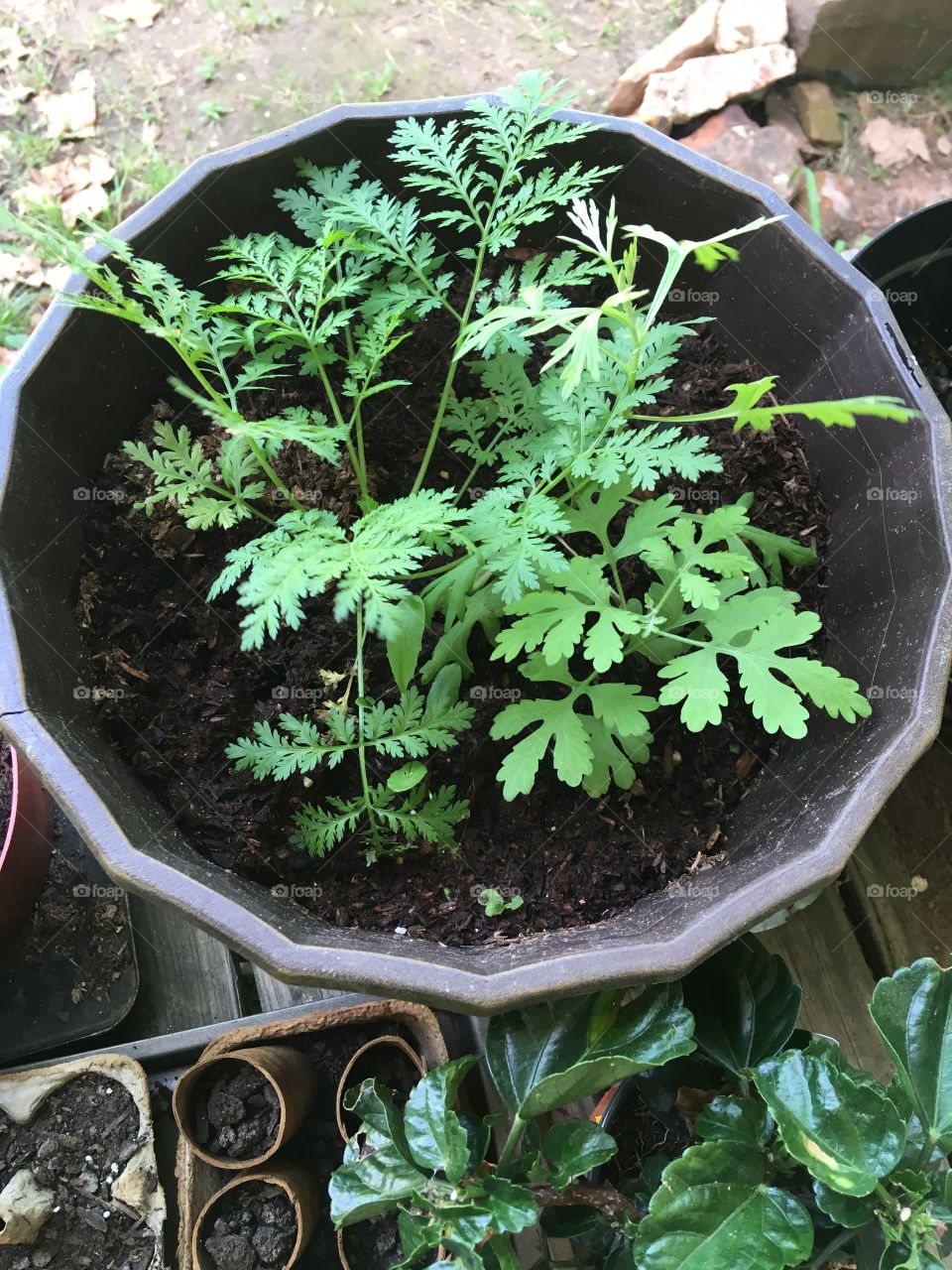 Forgot what seeds I planted but the plants are looking good I believe it’s a flower?