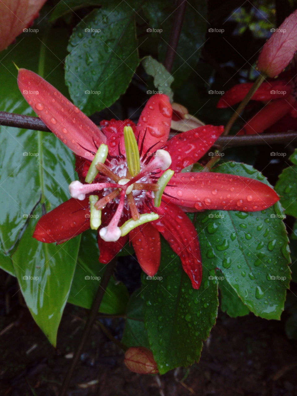 Red Passion Flower