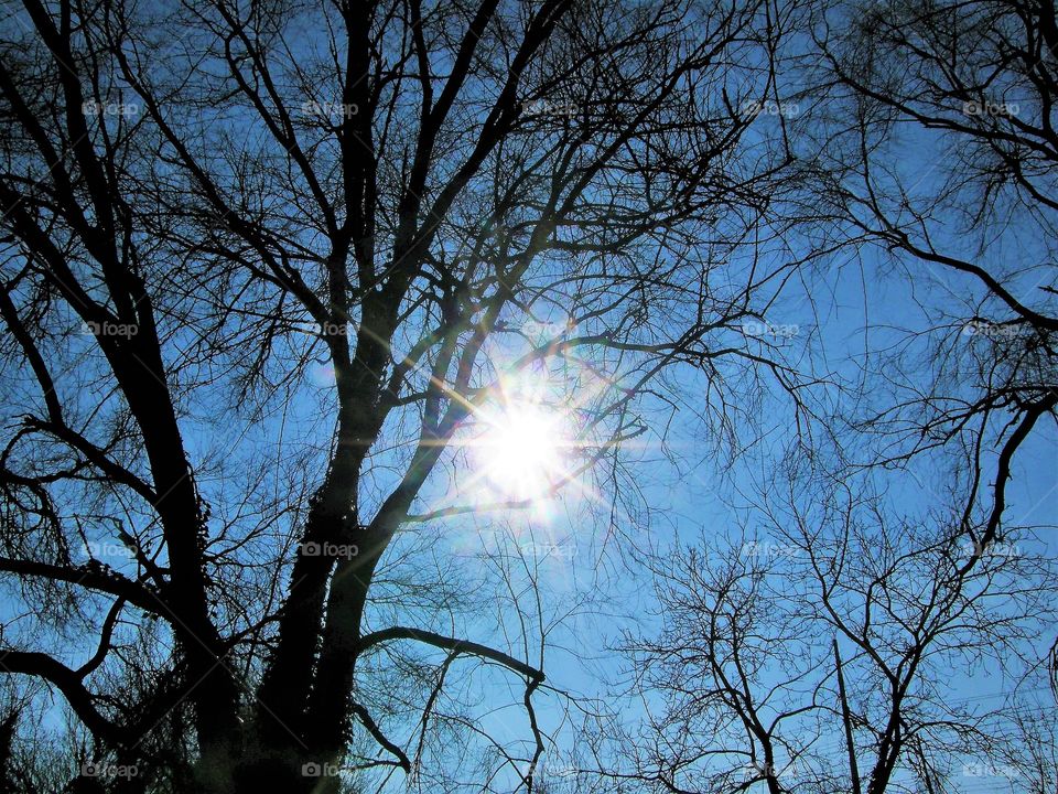 Sun through branches