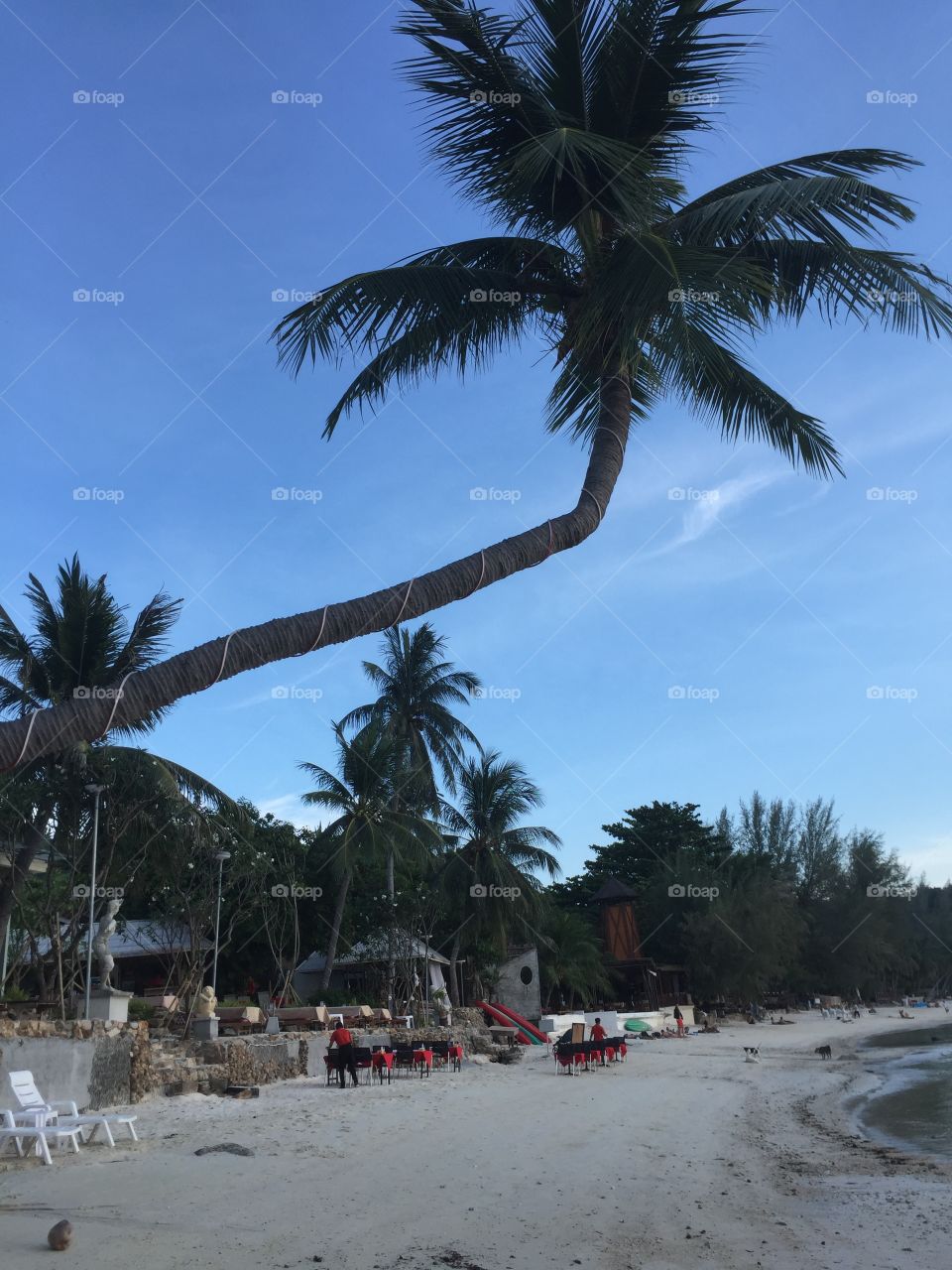 Пляжная зона с пальмовой ветвью 