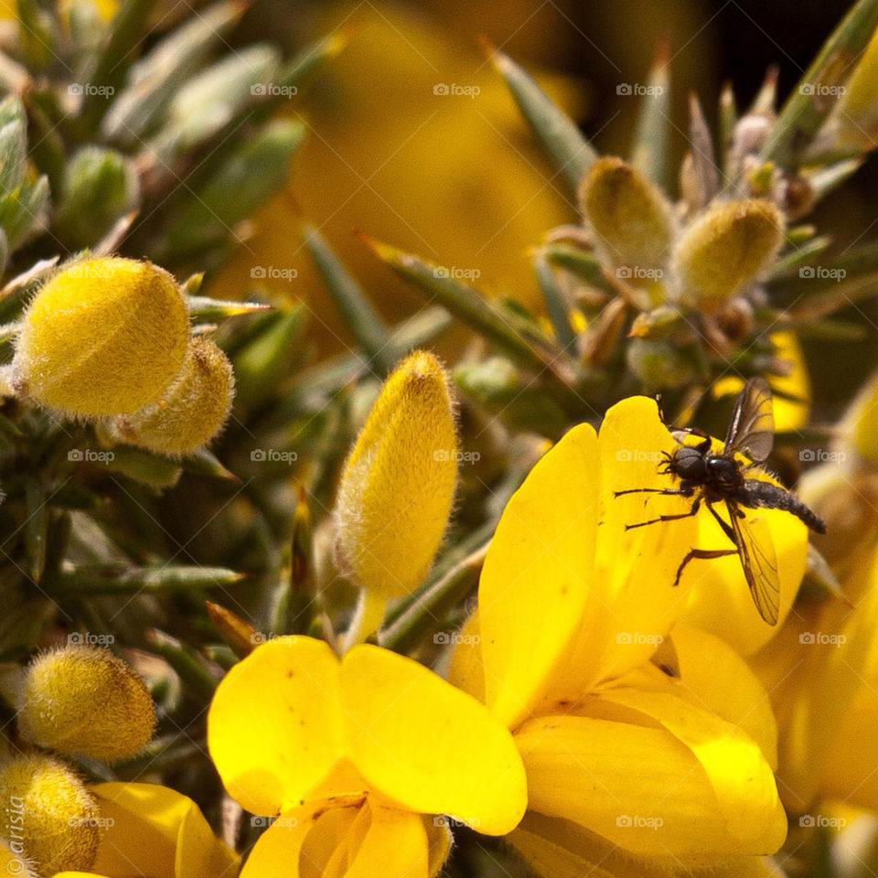 yellow flora flower macro by nmorph