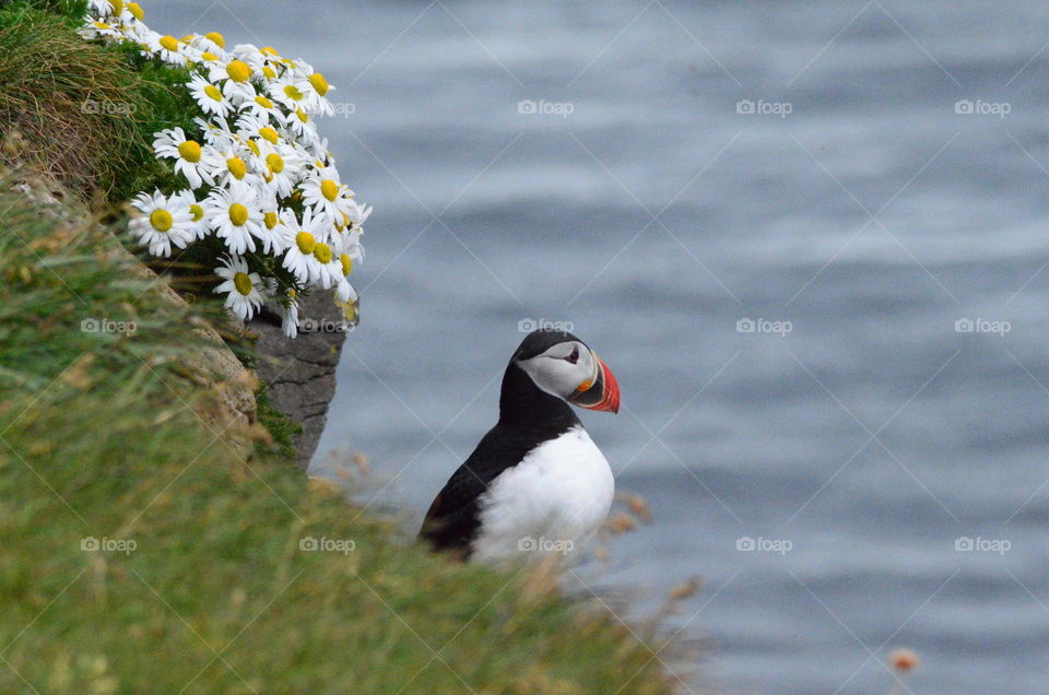 Puffin