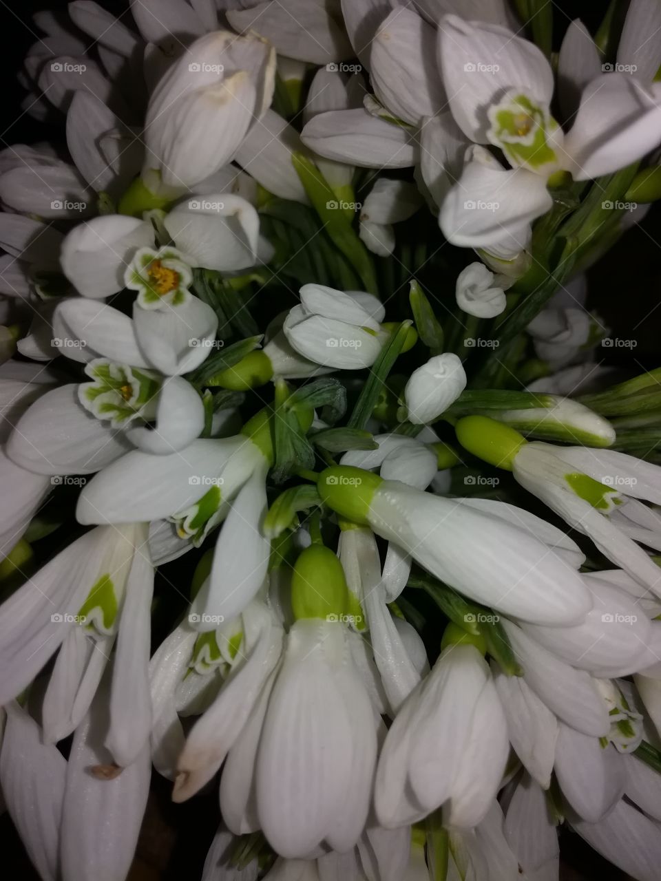 first flowers by spring