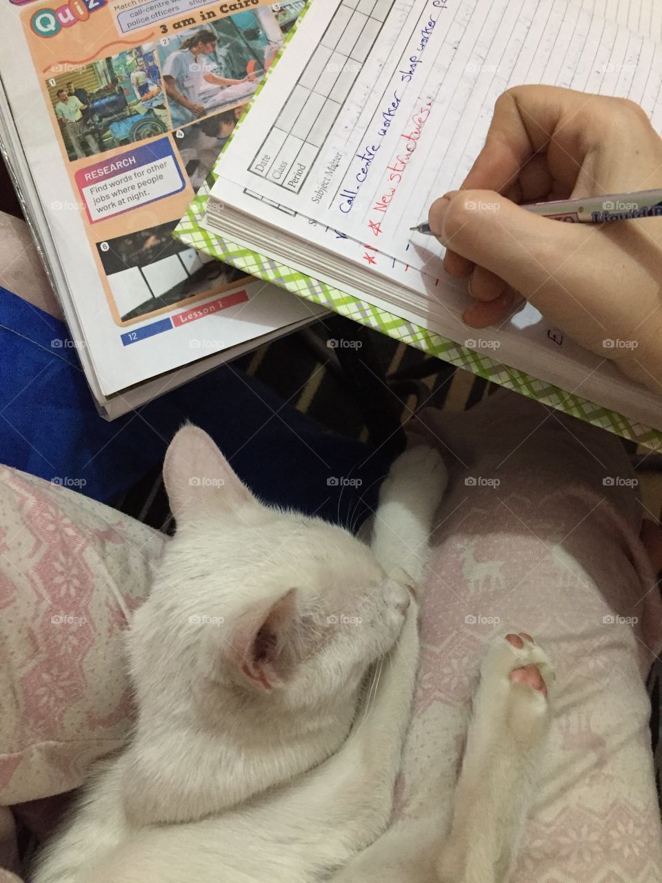 Doing homework with my little cat