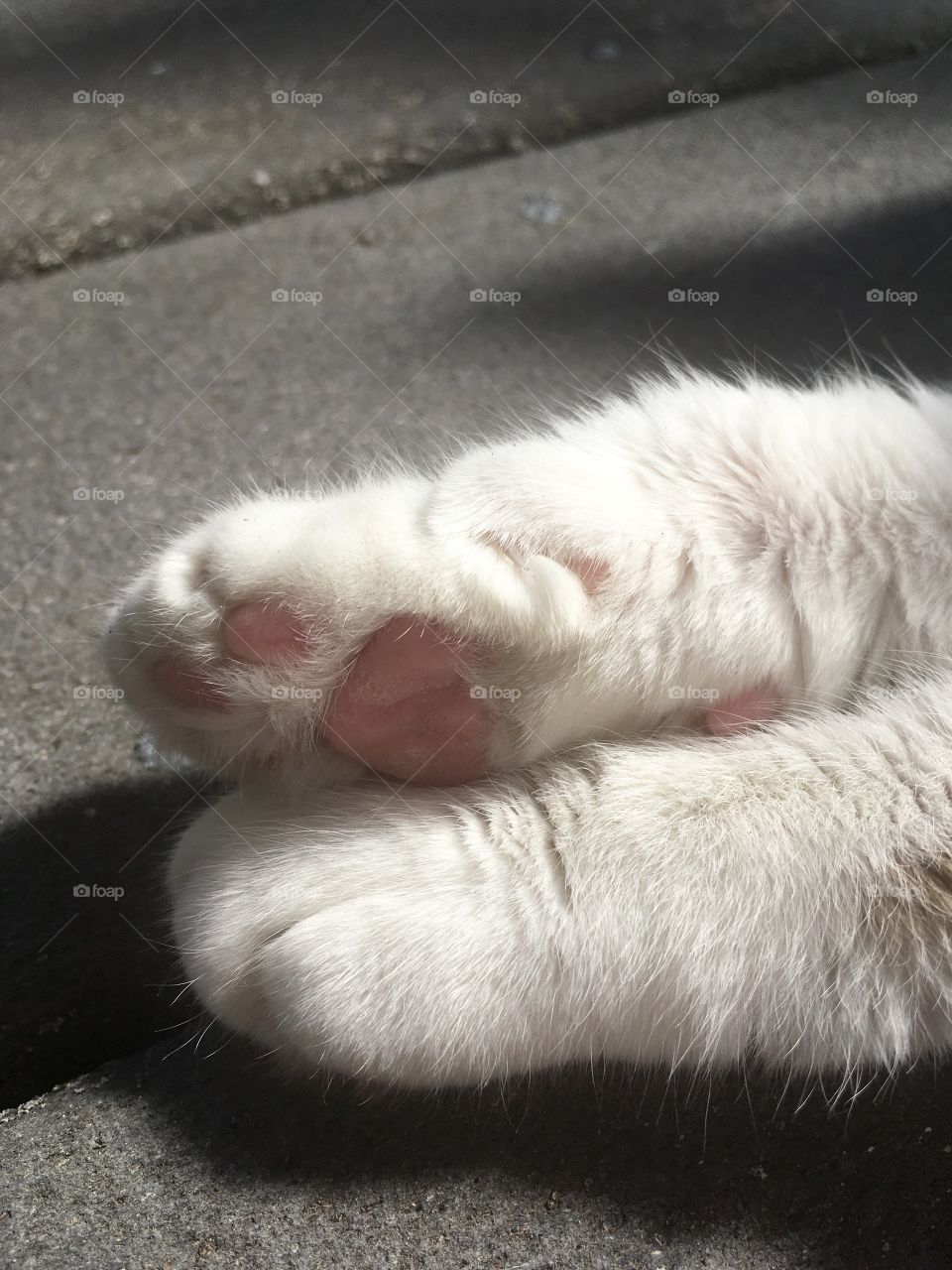 Cute cat paws