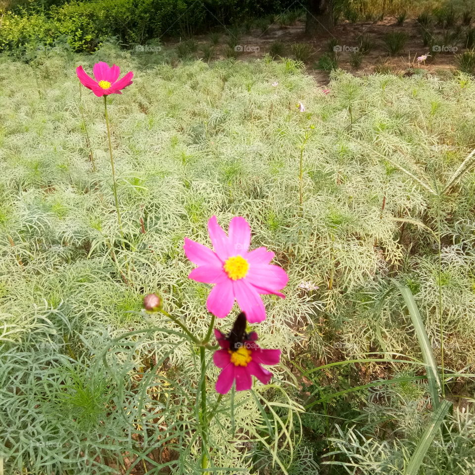 Cakrawala bunga/زهرة الأفق/Flower horizon/花草视界