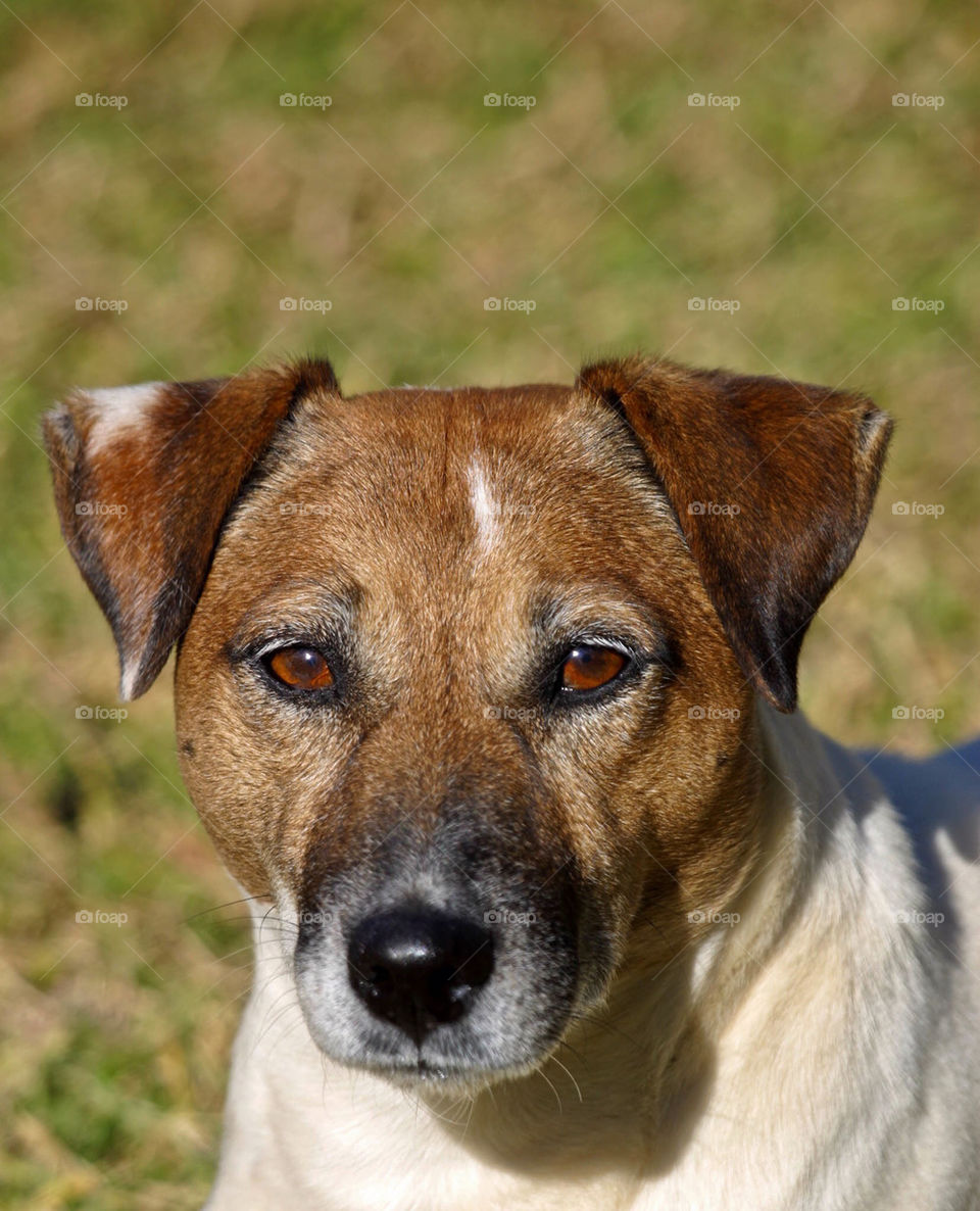 dog pet portrait eyes by mike007