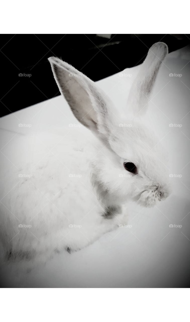 hermoso conejo a blanco y negro