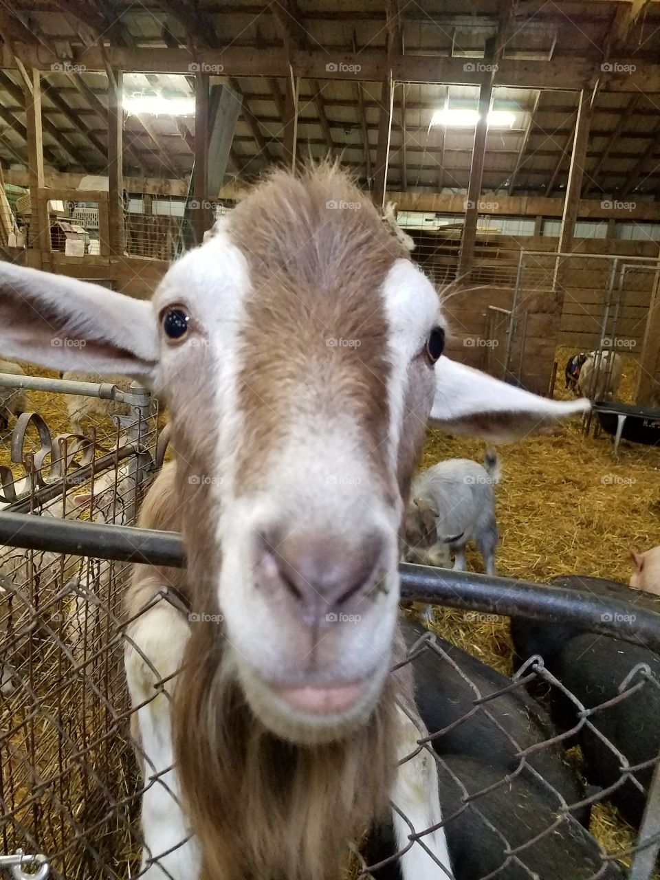 goat wants a kiss