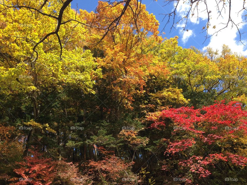 Autumn is here in Nikko