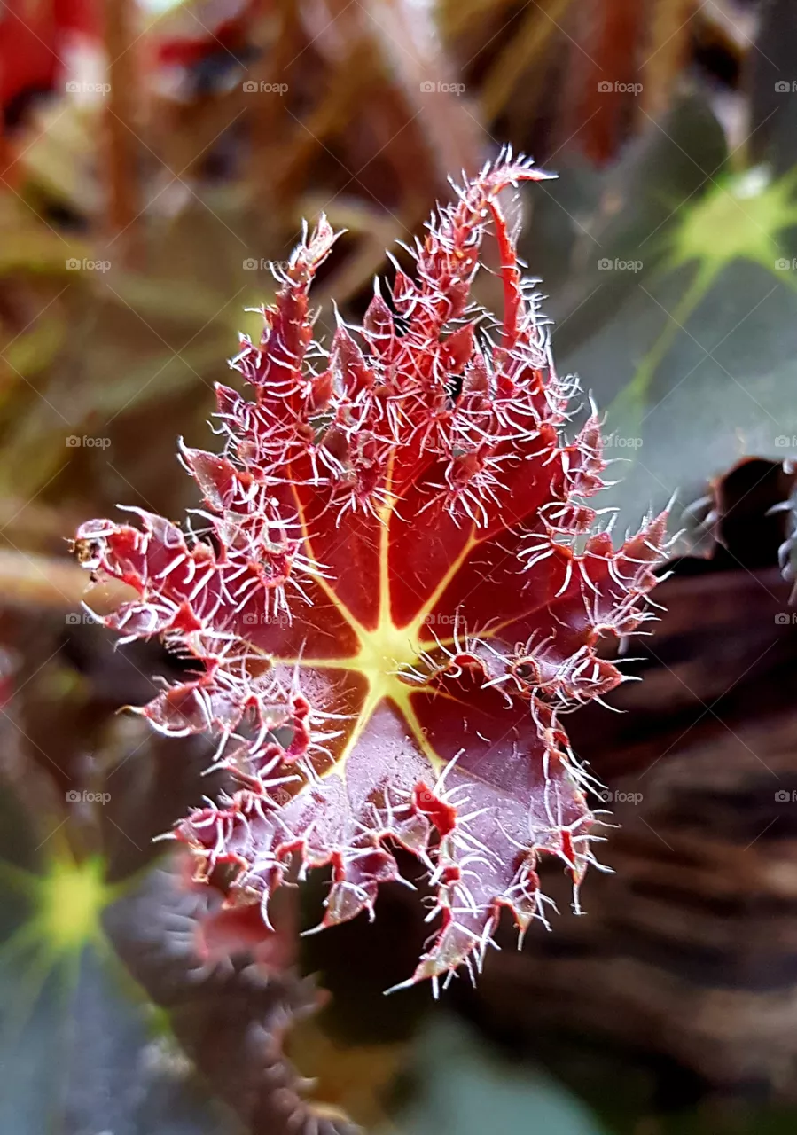 colored leaf