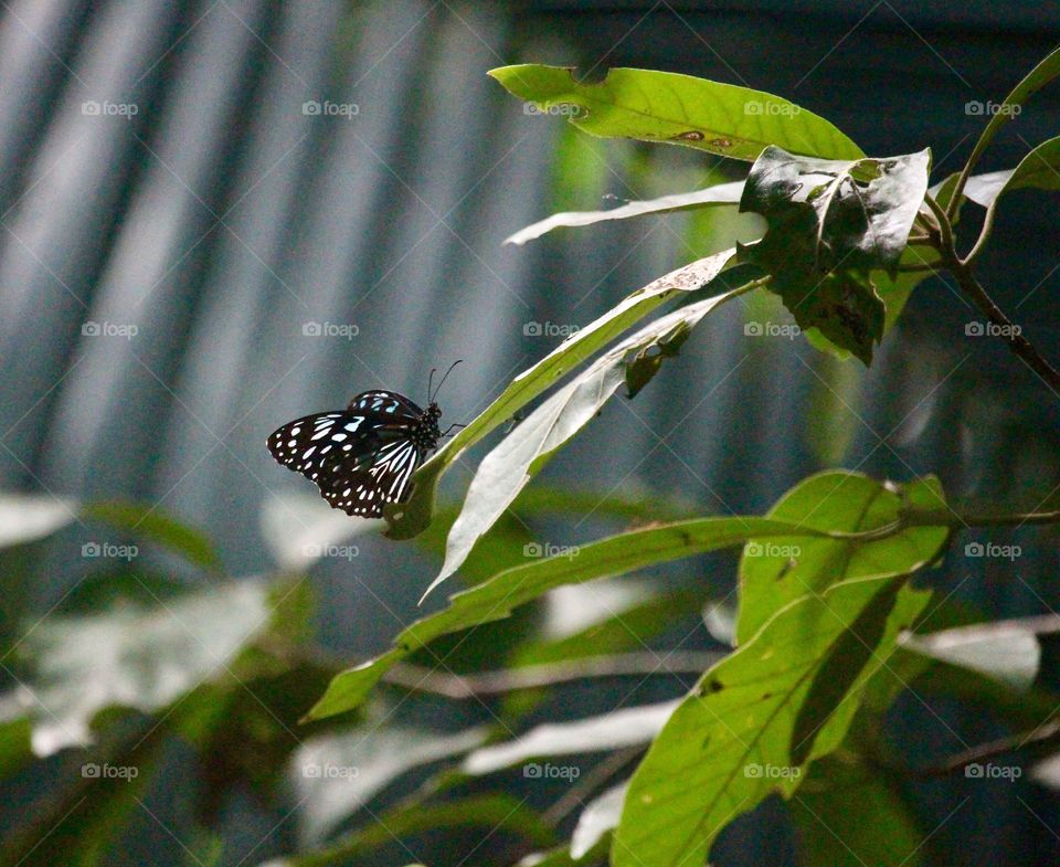 A blue tiger butterfly perches daintily on a downturned leaf in the Palmetum Botanical Gardens. Picture taken in Townsville, QLD Australia.