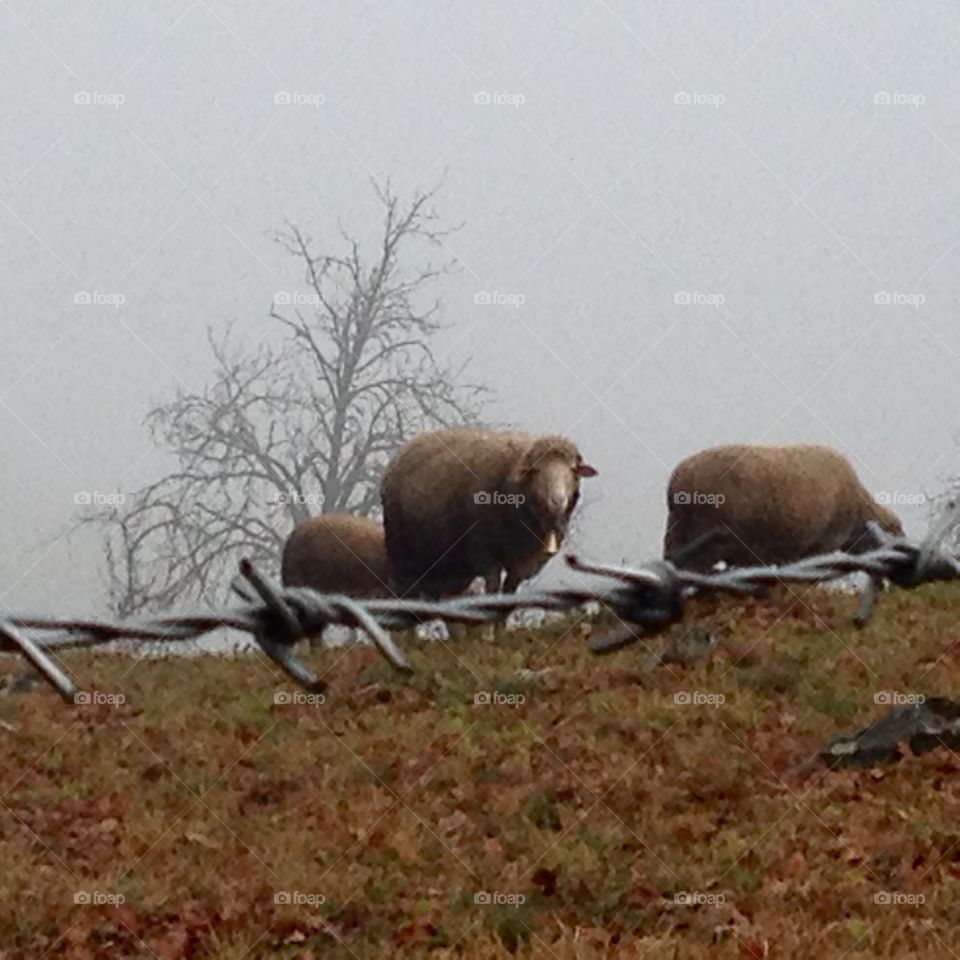 The cage is a cage, although he gold