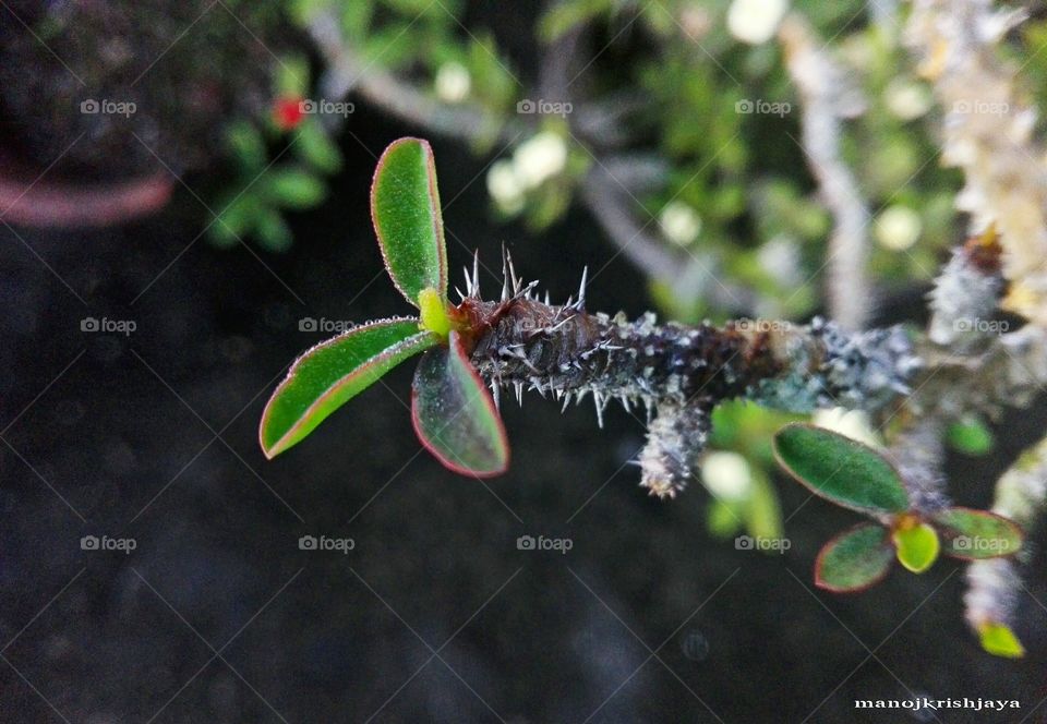 Thorns & Evergreen