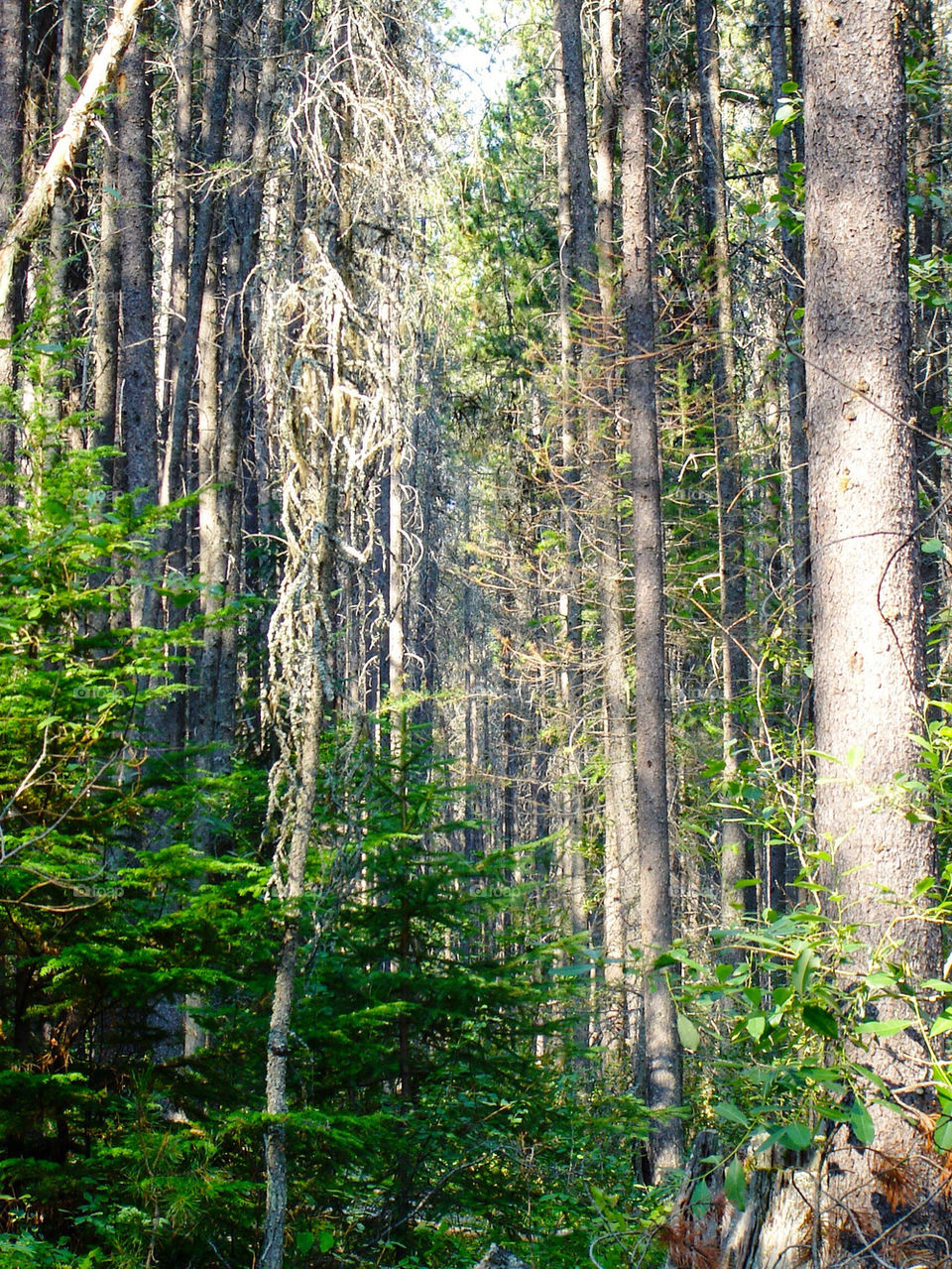 united states trees forest woods by refocusphoto