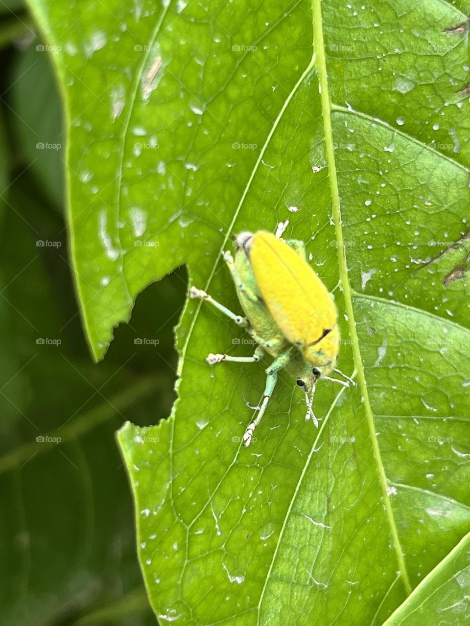  Nature around us , my garden @ upcountry. 