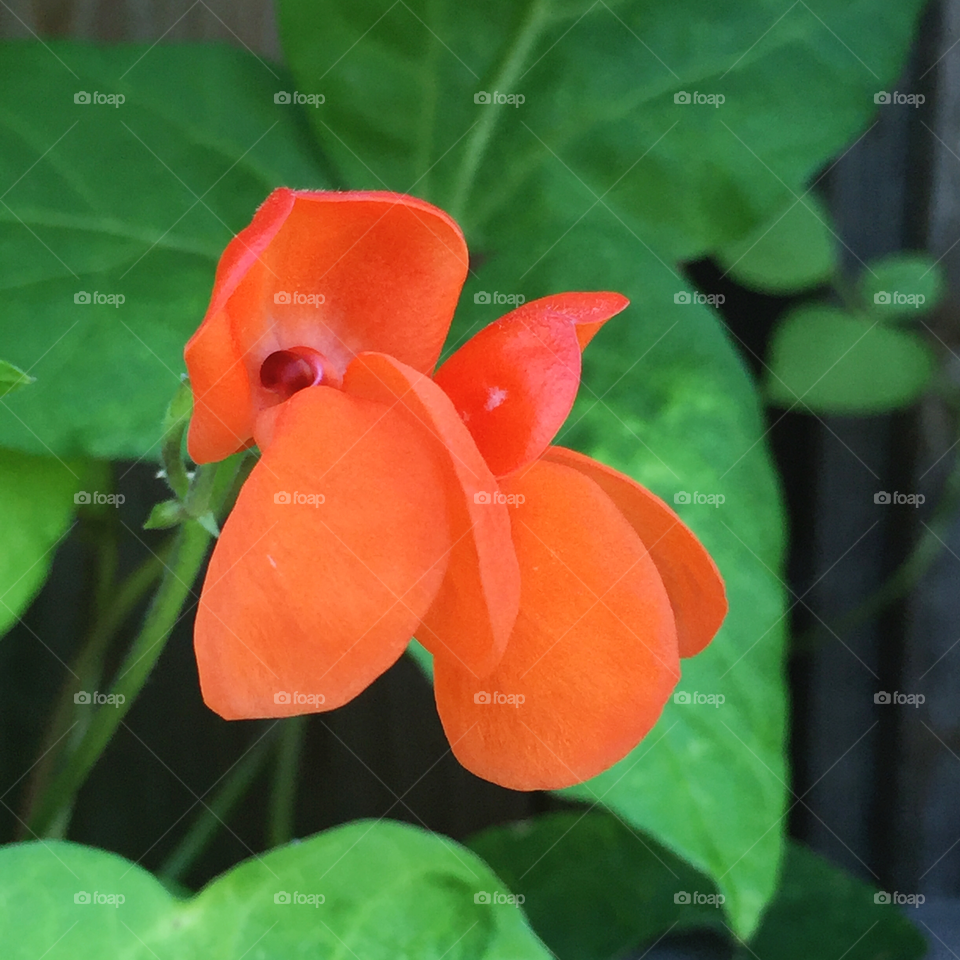 Two scarlet runner bean flowers