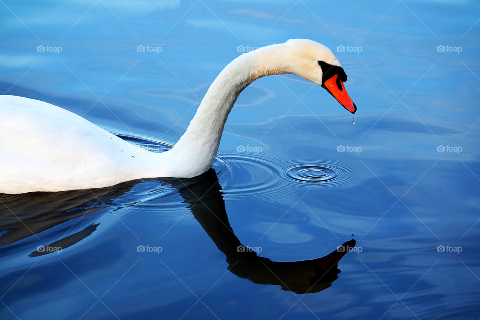 Graceful Swan, Hyde Park,  London U.K.
