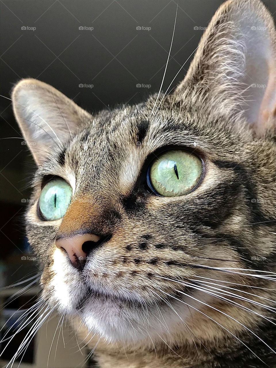 Close up of the face of a brown tabby cat