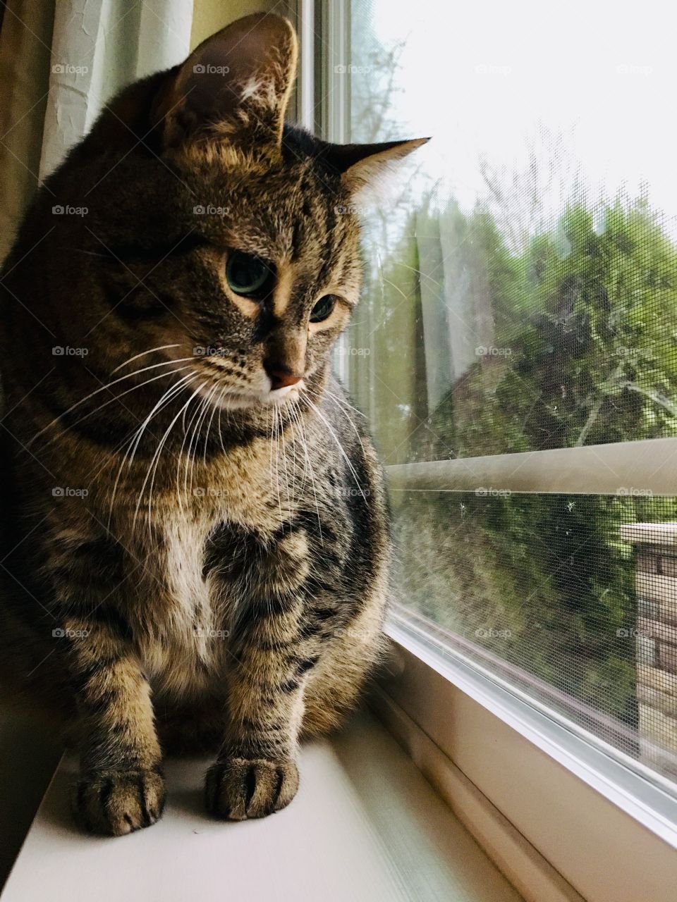 Tabby in window