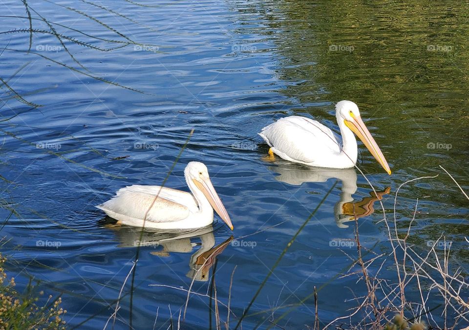 Two White Pelicans in Water