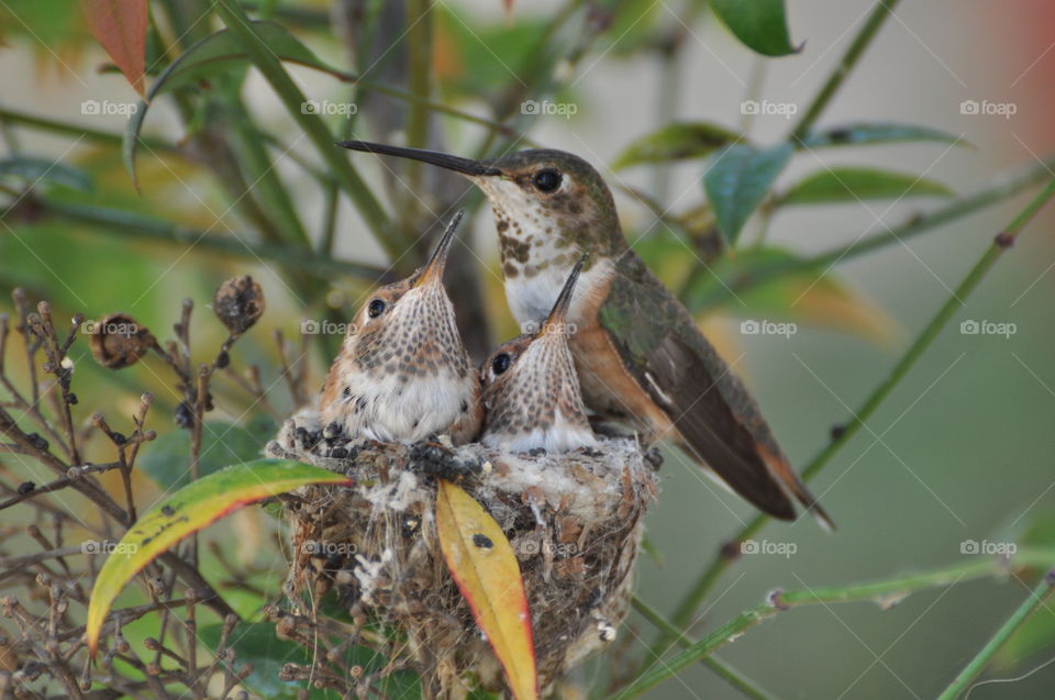 Birds in nest