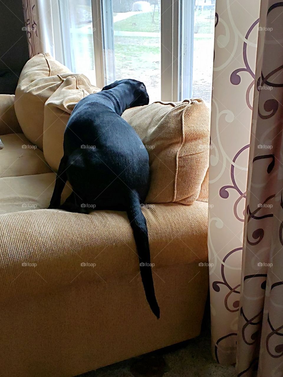 black lab looking out the window