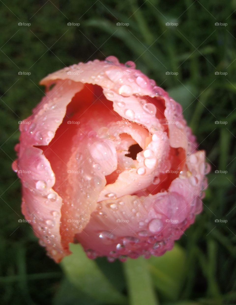 Water drop on pink tulip