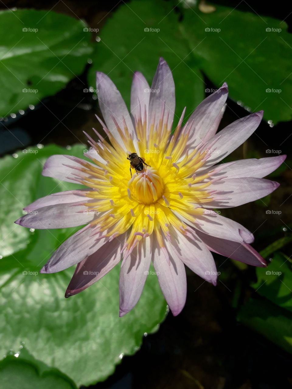 a bee on the soft purple lotus flower.
