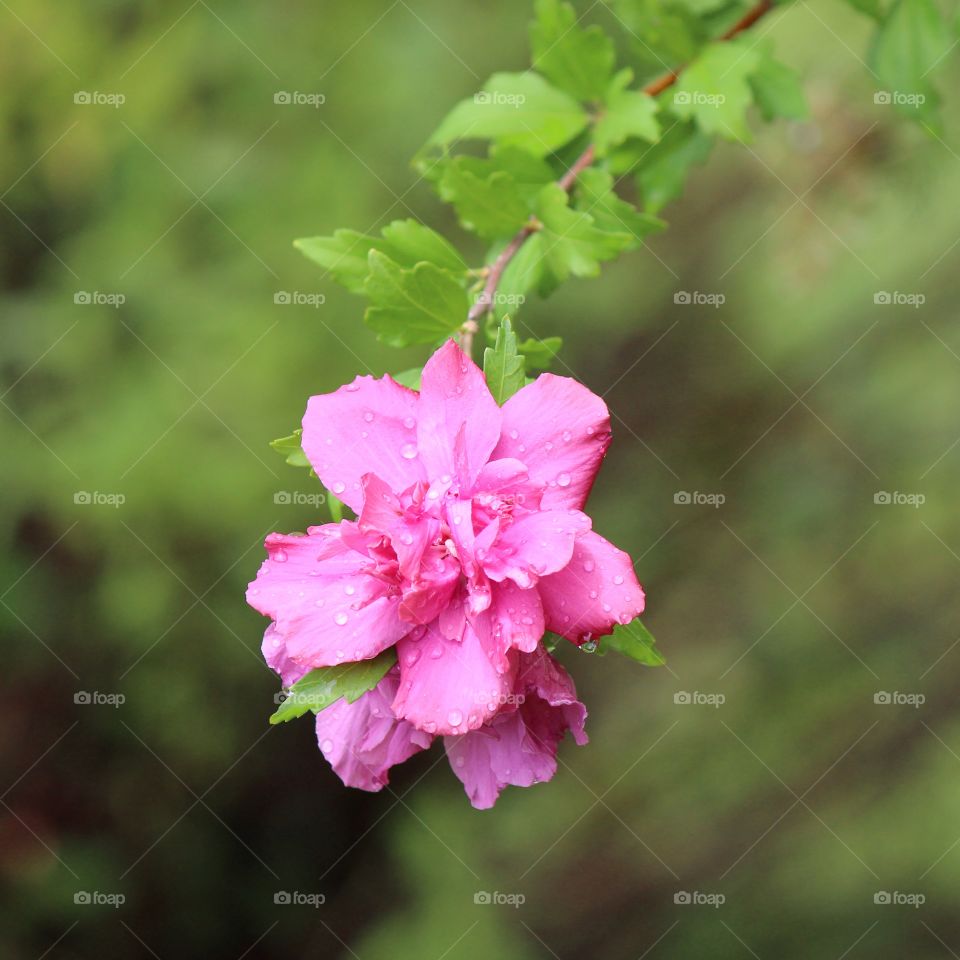 dew drops on rose of sharon