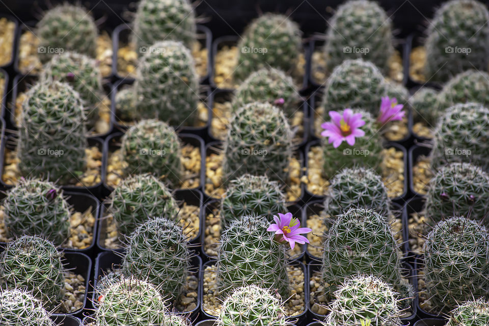 Pink flowers of castas That is blossoming in pots.