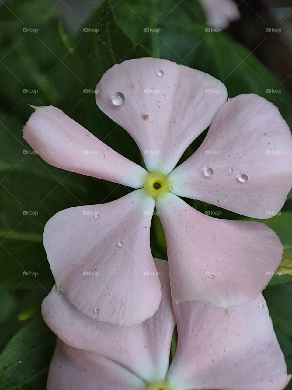 pink vinca flowers with a water drops