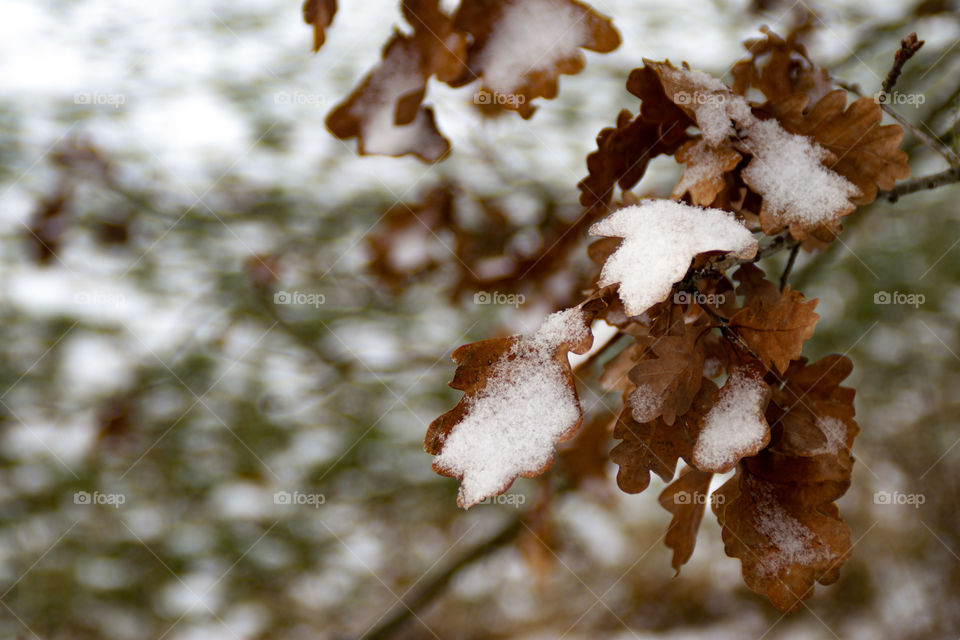 Schnee bedeckte Eichen Blätter vor Hintergrund Bokeh