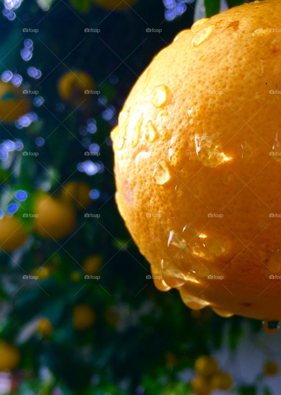 Grapefruit in the rain 