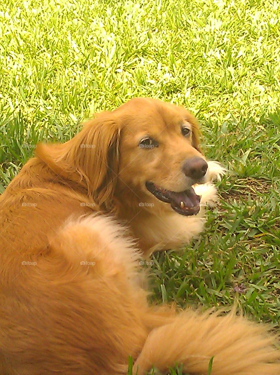 This is my dog Sunny. He's a mix of golden retriever and cocker spaniel. He has the sweetest smile and the biggest brown eyes.