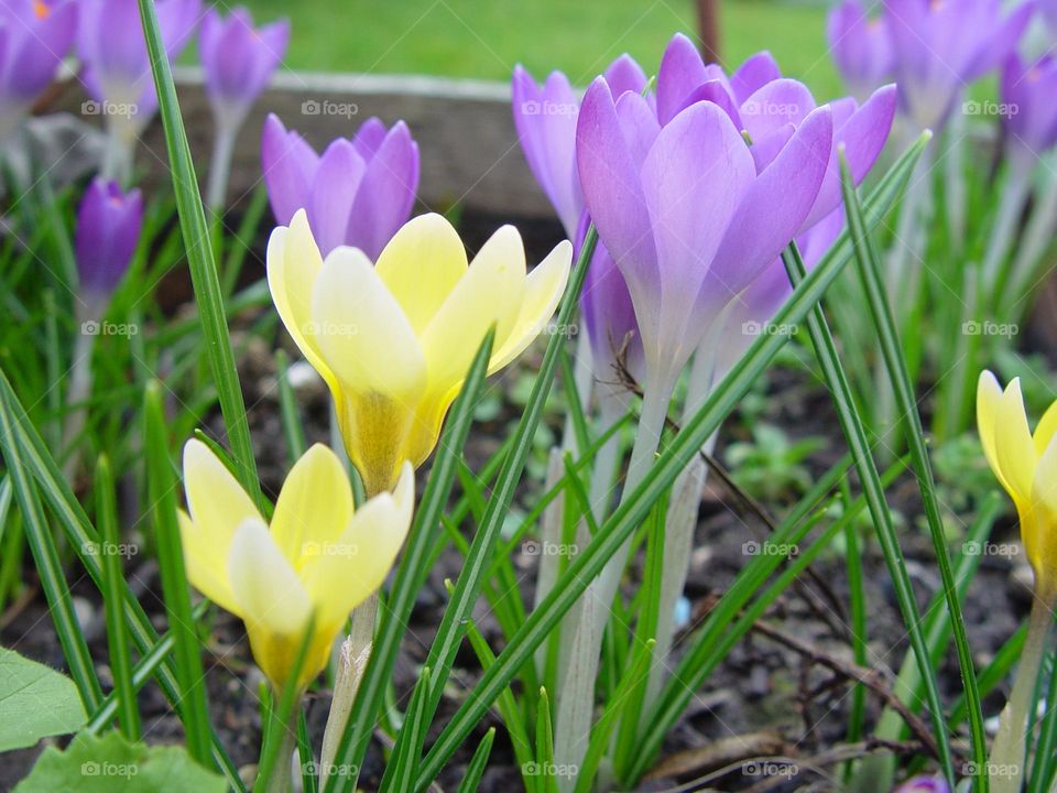 crocus flowers