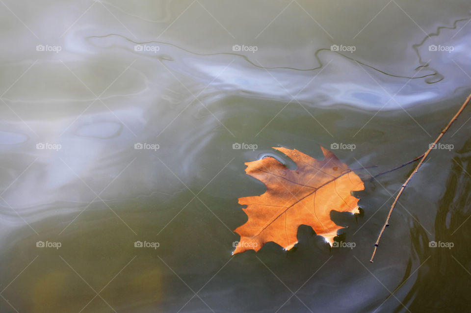 Autumn leaf on the surface of the water, river