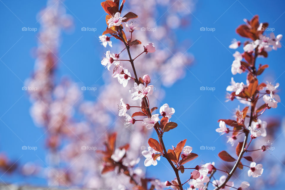 Scenic view of flowers