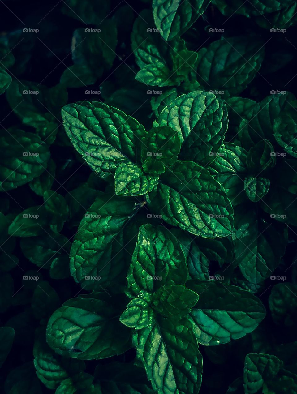 mint plant in the garden