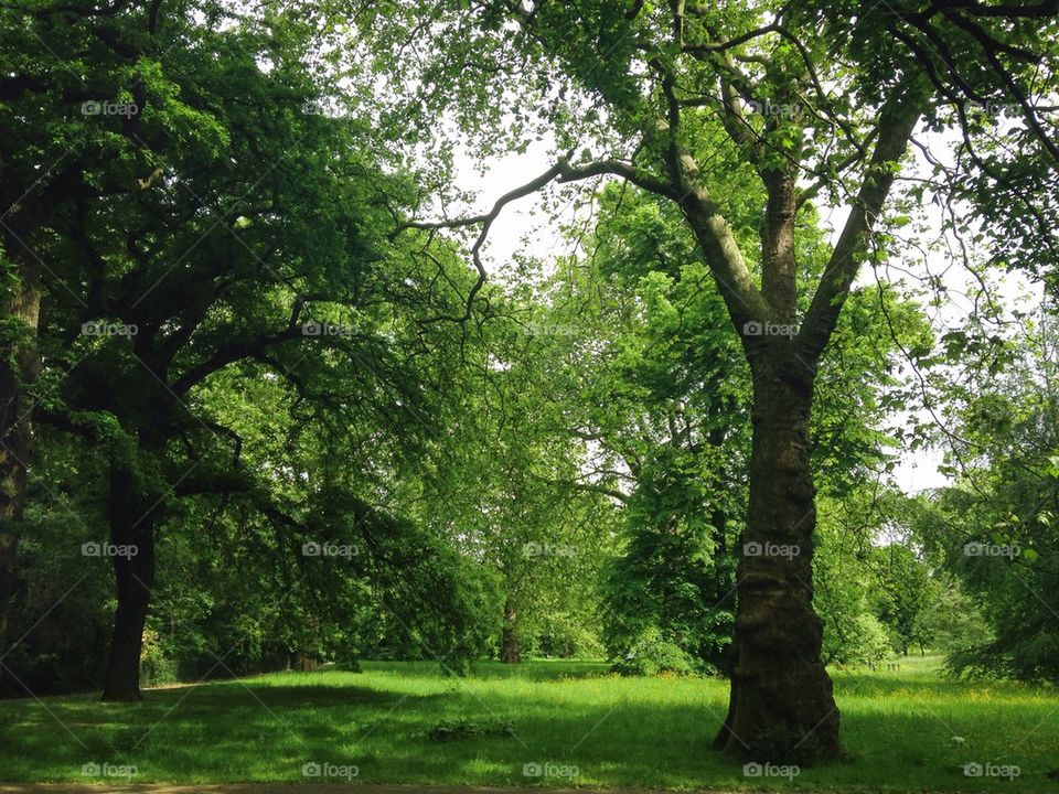 Hyde park. Hyde park greenery