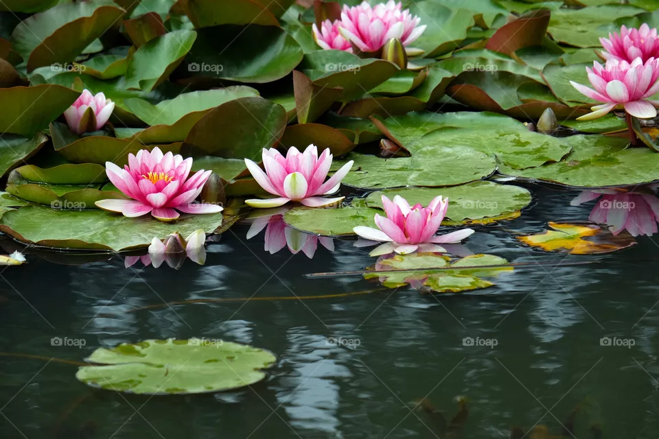 Blooming  lotus
