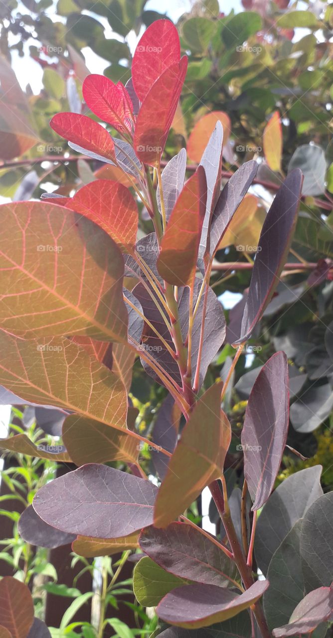 awesone cotinus with light effect