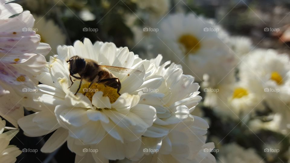 bee
