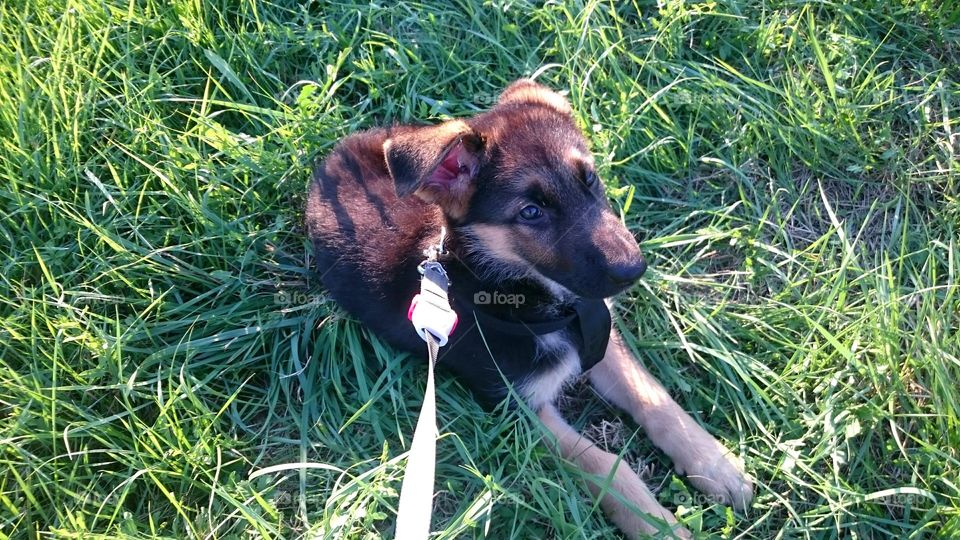 Little German Shepherd puppy is relaxing on the soft green grass, without  any care in the world.