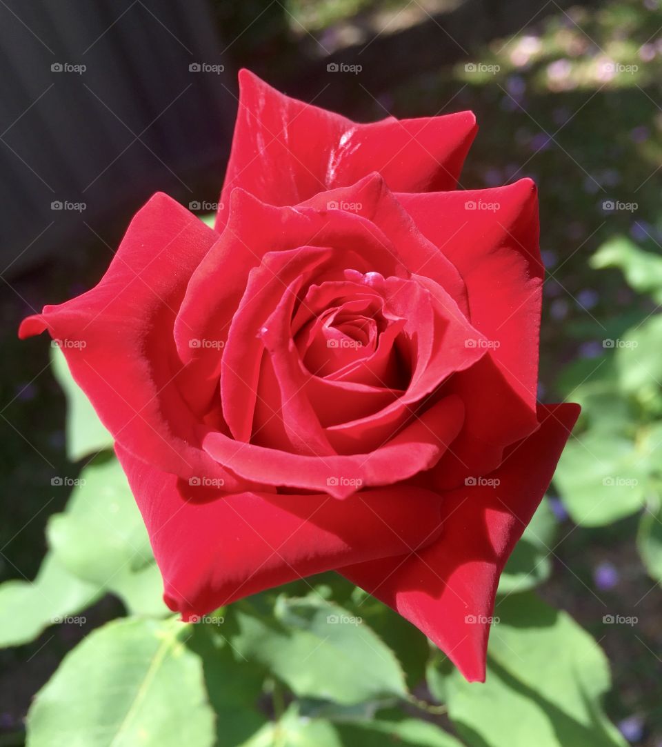 RED / VERMELHO - 🌹 🇺🇸 Very beautiful flowers to brighten our day.  Live nature and its beauty. Did you like the delicate petals? / 🇧🇷 Flores muito bonitas para alegrar nosso dia. Viva a natureza e sua beleza. Gostaram das pétalas delicadas? 