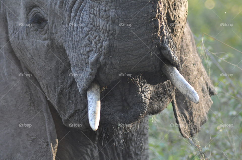 Elephant close up....big 5