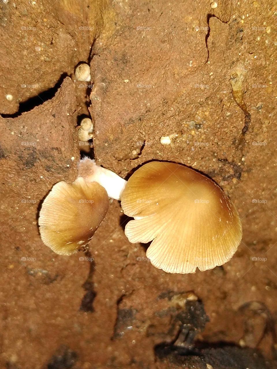 mushrooms on the dead wood